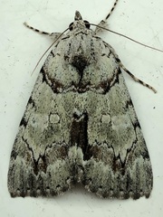 Catocala praeclara