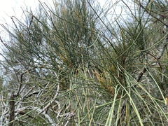 Allocasuarina distyla