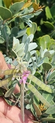 Millettieae