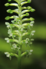 Cranichis antioquiensis