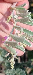 Millettieae