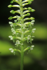 Cranichis antioquiensis