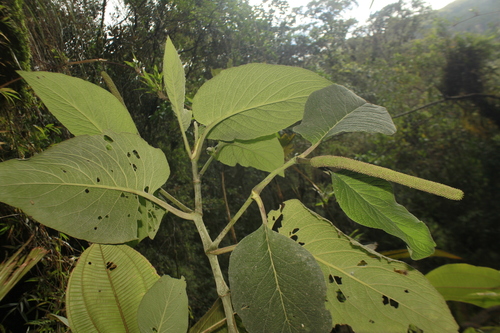 Piper nubigenum