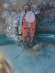 Lygaeus creticus