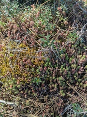Sedum moranense