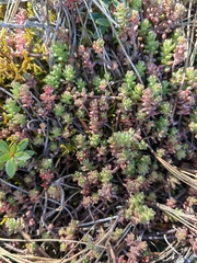 Sedum moranense