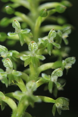 Cranichis antioquiensis
