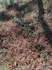 Sedum moranense