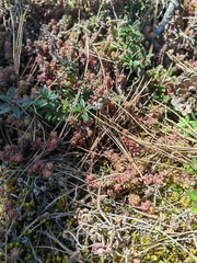 Sedum moranense