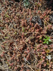 Sedum moranense
