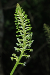 Cranichis antioquiensis