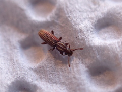 Oryzaephilus surinamensis
