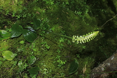 Cranichis antioquiensis