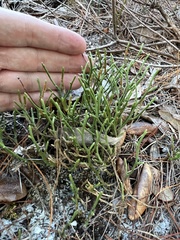 Selaginella arenicola