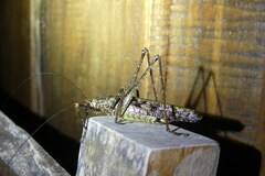 Acanthodiphrus conspersus