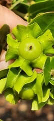 Diospyros rotundifolia image