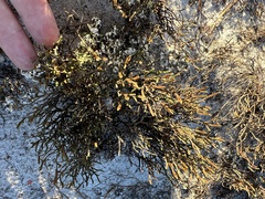Selaginella arenicola