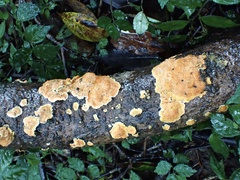 Phlebiopsis castanea