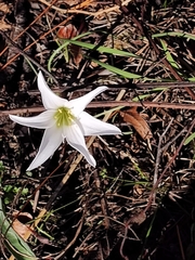 Zephyranthes simpsonii