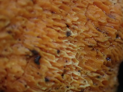 Phlebiopsis castanea