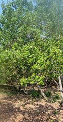 Diospyros rotundifolia image