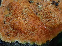 Phlebiopsis castanea