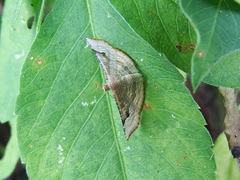 Addaea polyphoralis