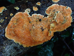 Phlebiopsis castanea