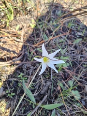 Zephyranthes simpsonii