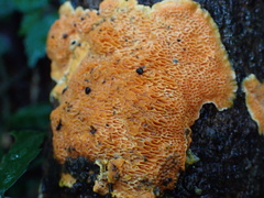 Phlebiopsis castanea