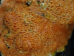 Phlebiopsis castanea