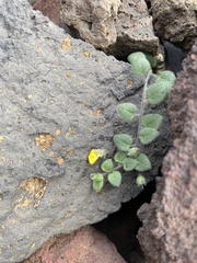 Nanorrhinum elegans