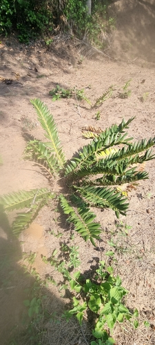 Encephalartos ferox image