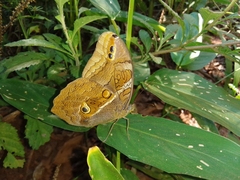 Eryphanis