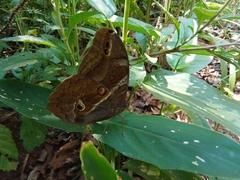 Eryphanis