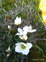 Gentianella bellidifolia