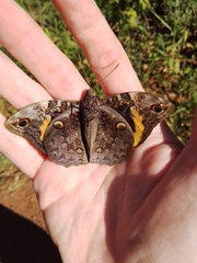 Opsiphanes invirae