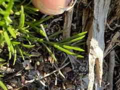 Polypremum procumbens