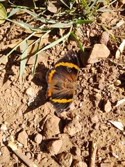 Opsiphanes invirae