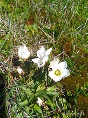 Gentianella bellidifolia