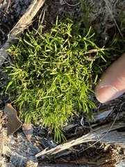 Polypremum procumbens
