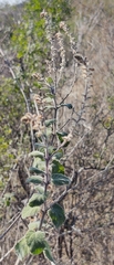 Aloysia macrostachya