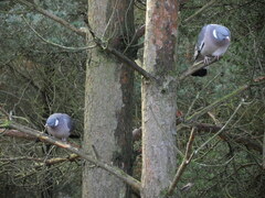 Columba palumbus palumbus