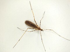 Amphineurus hudsoni