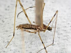Amphineurus hudsoni