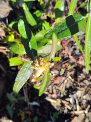 Pterocaulon pycnostachyum