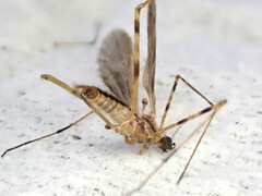 Amphineurus hudsoni