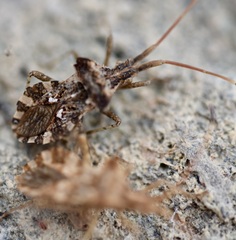 Centrocoris