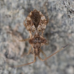 Centrocoris