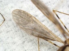Amphineurus hudsoni
